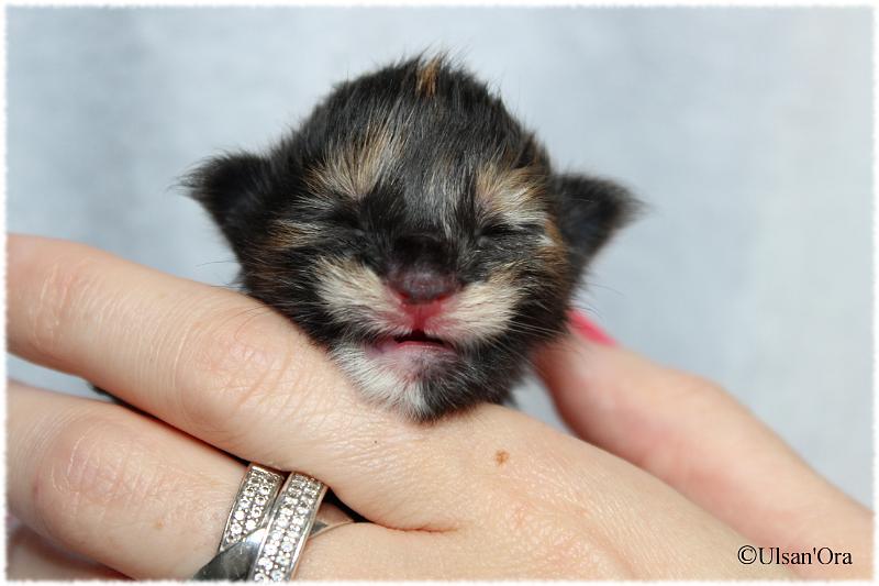 Biere Belge portrait.JPG